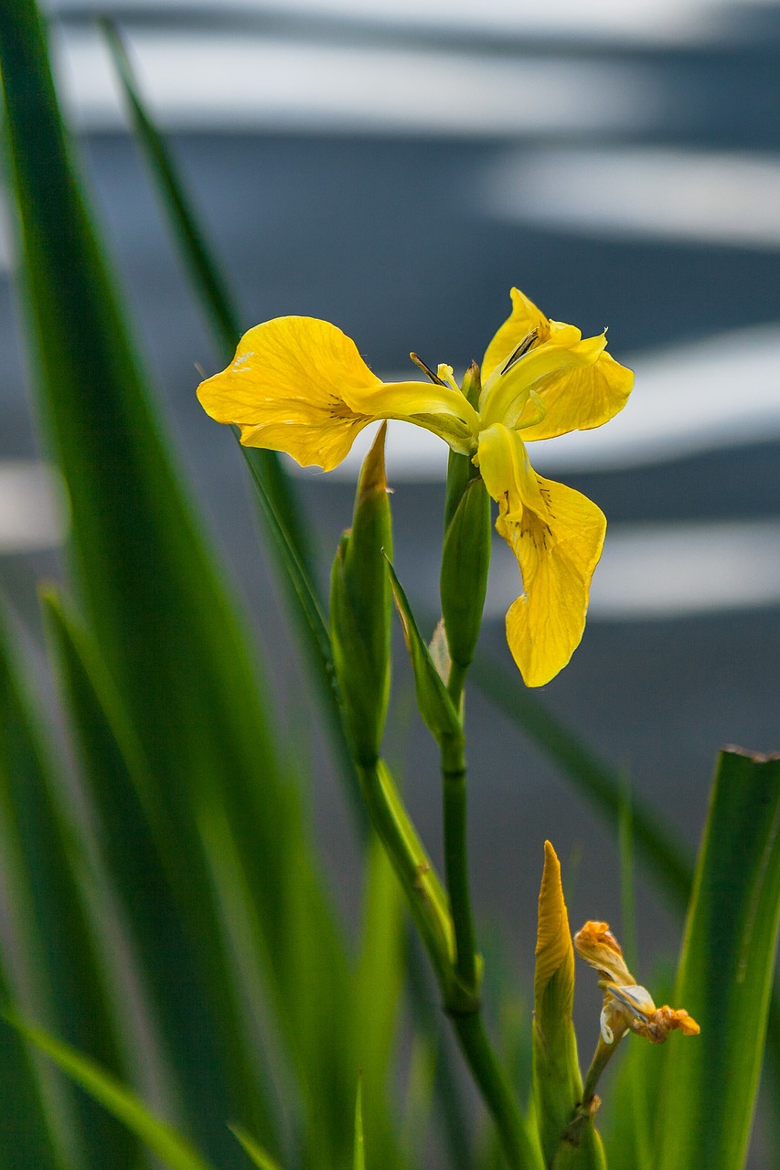 plant blossom bloom free photo