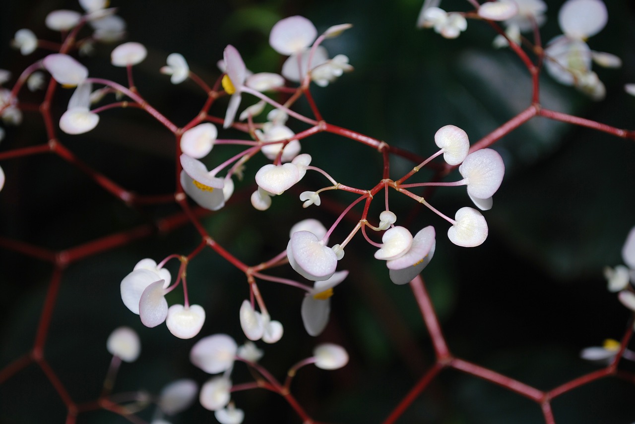 plant flower blossom free photo