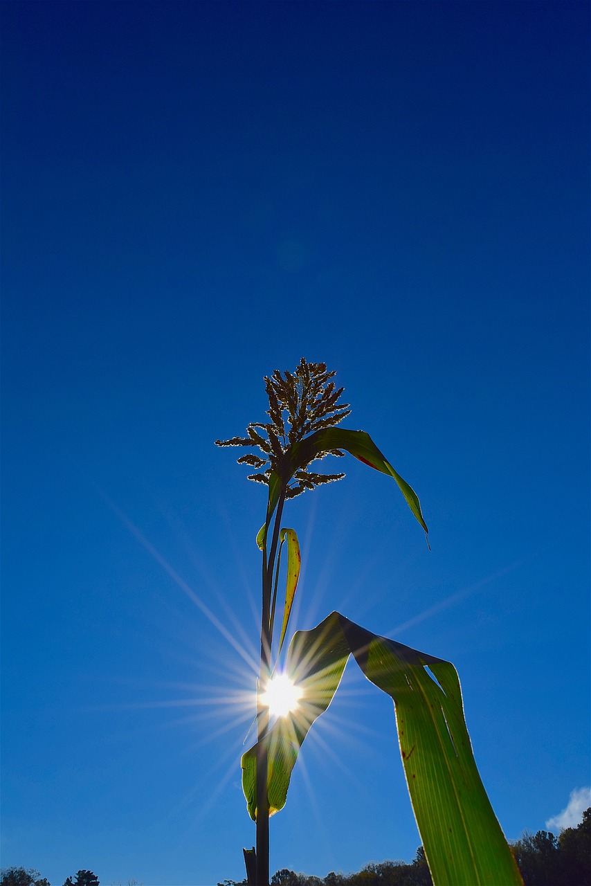 plant sunlight nature free photo