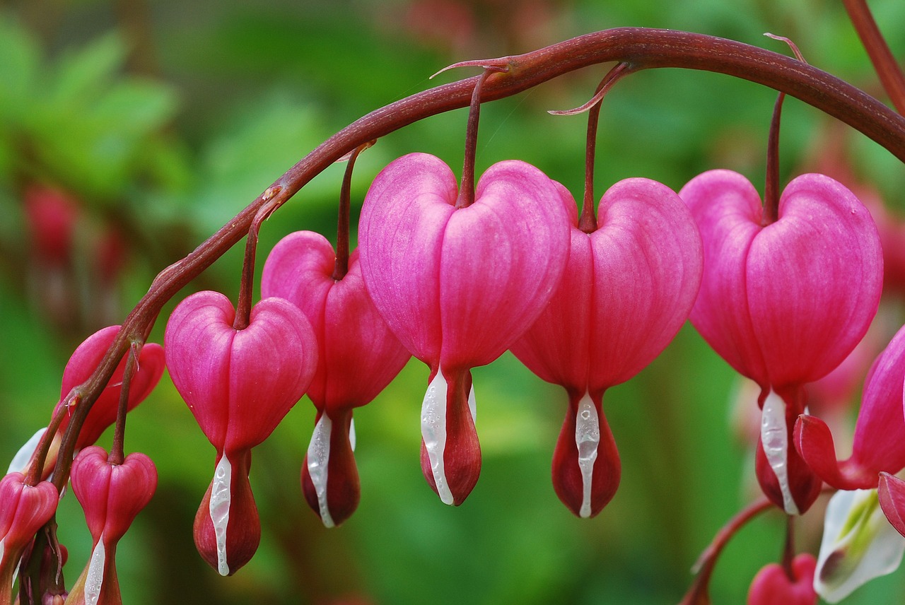 plant woman's heart pink free photo