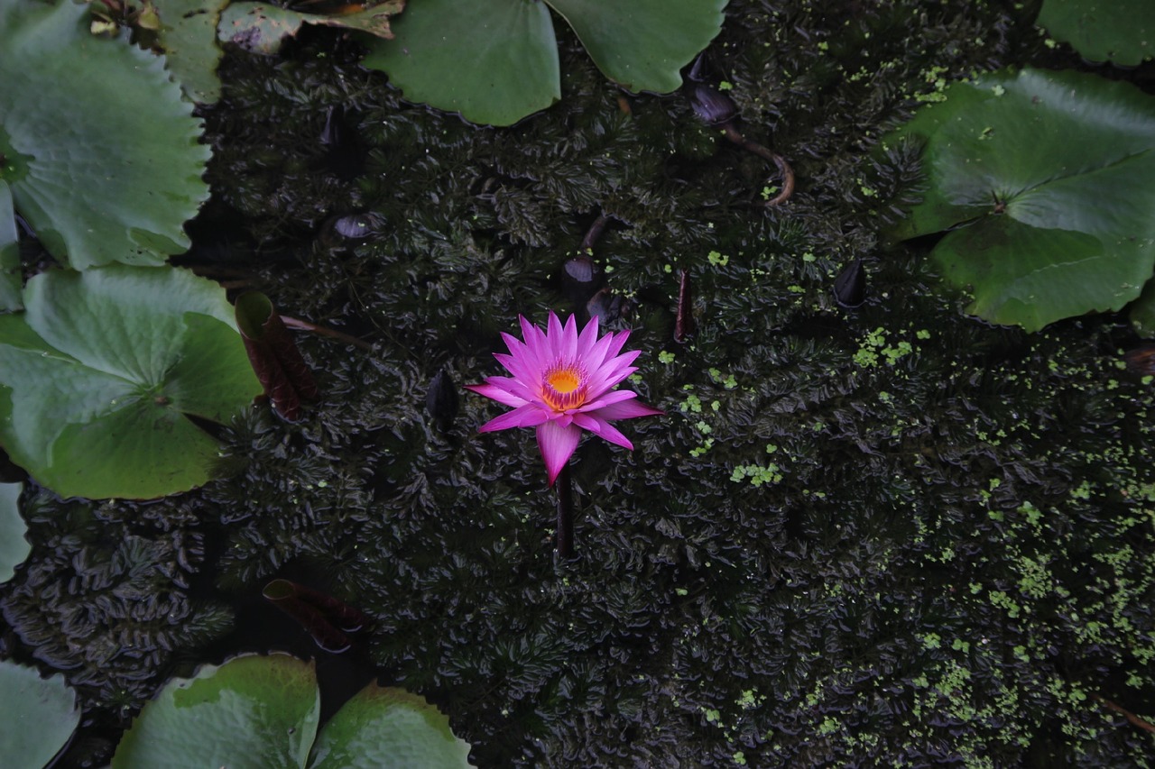 plant lotus purple lotus free photo