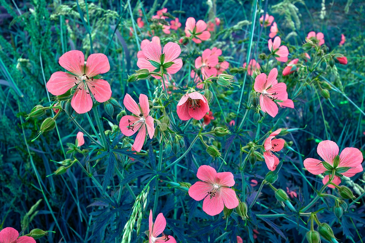 plant flower geranium sanguineum free photo