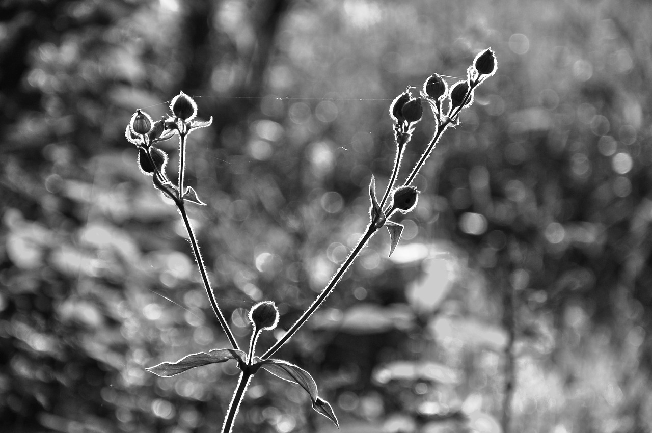 plant bud twig free photo