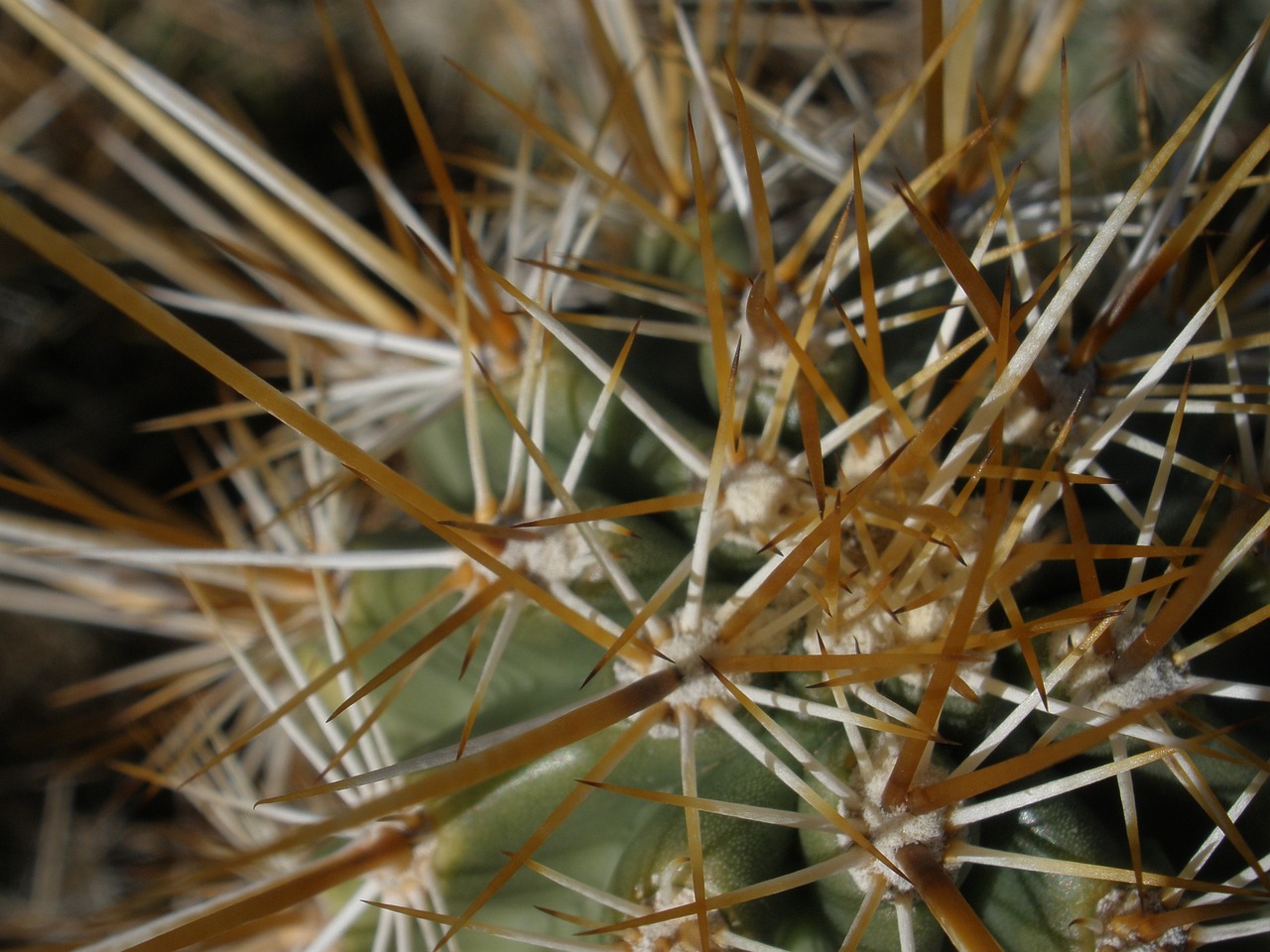 plant cholla cactus free photo