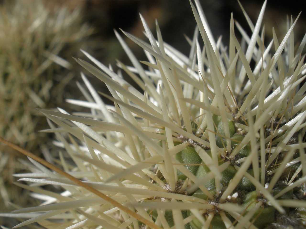 plant cactus cholla free photo