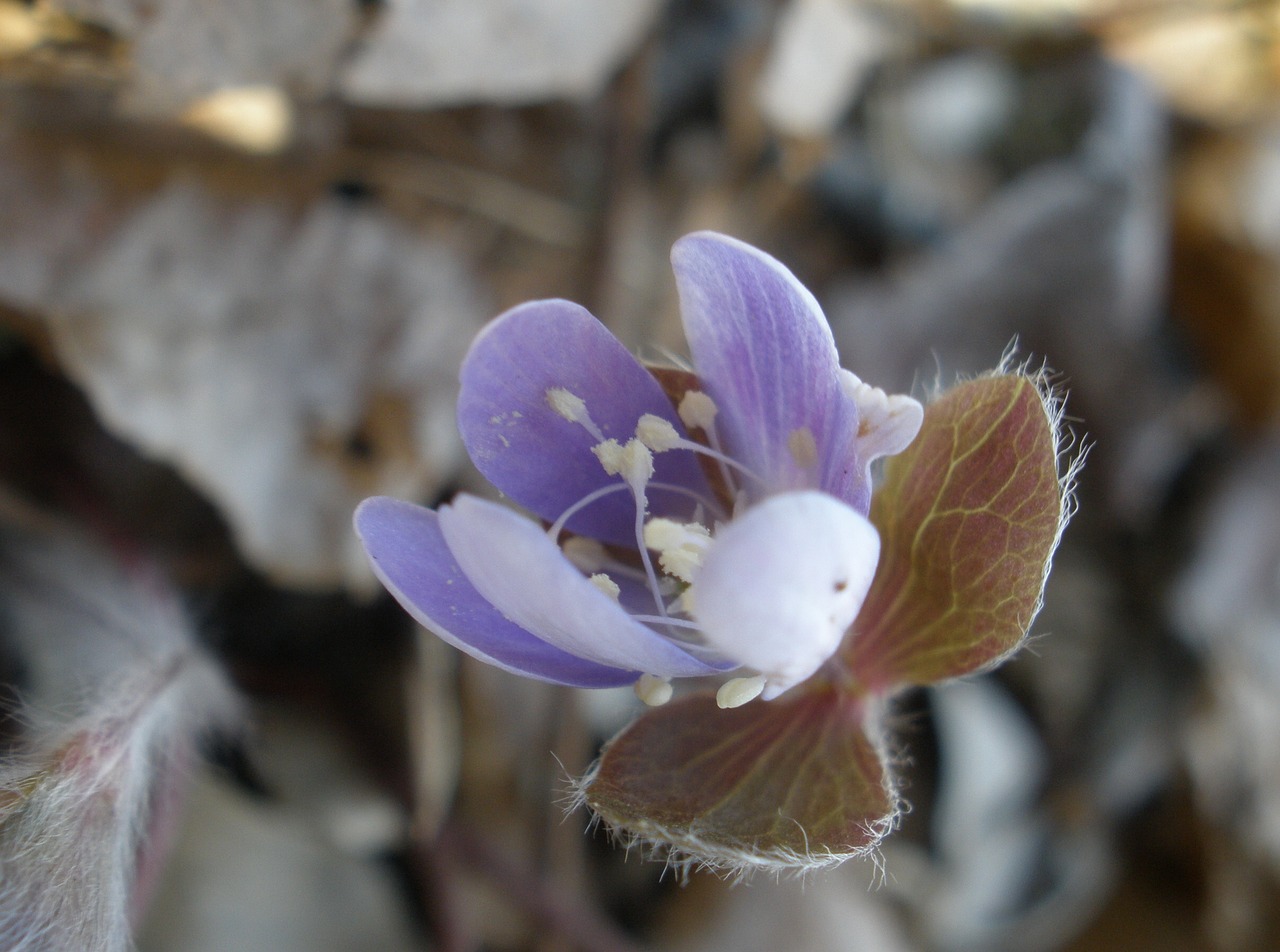 plant wildflower hepatica free photo