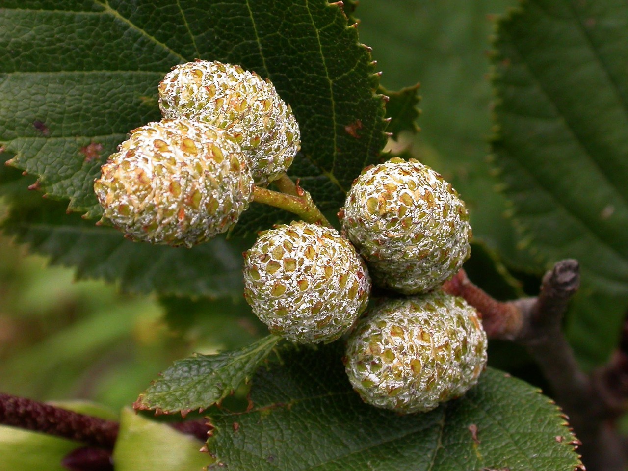 plant hazel bud free photo