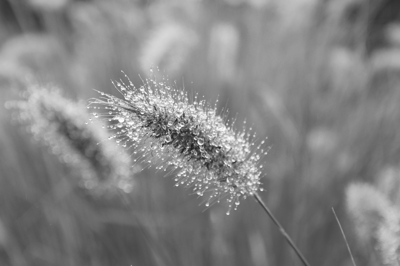 plant au gratin photo black white free photo