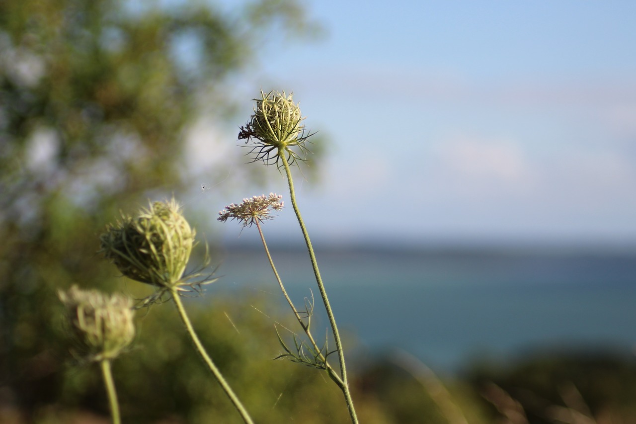 plant macro summer free photo