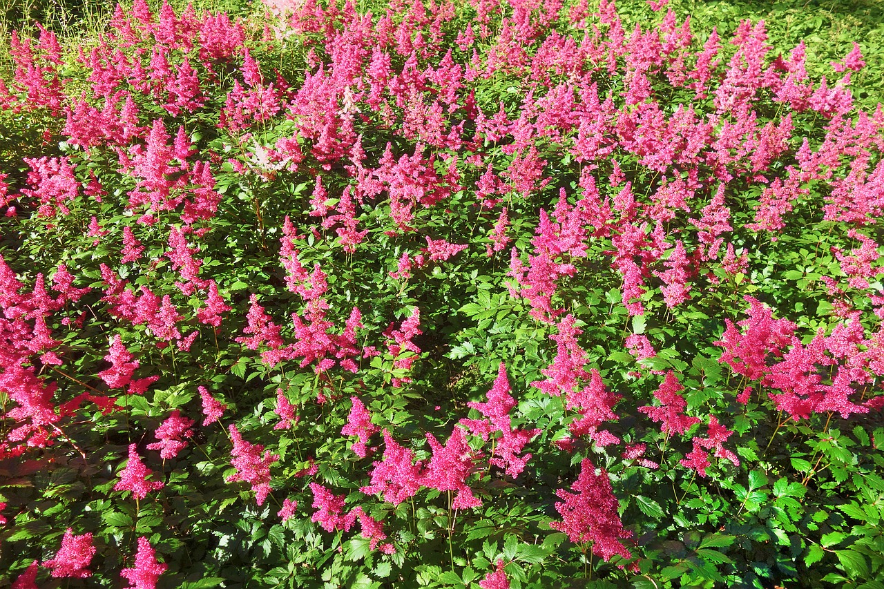 plant flower astilbe free photo