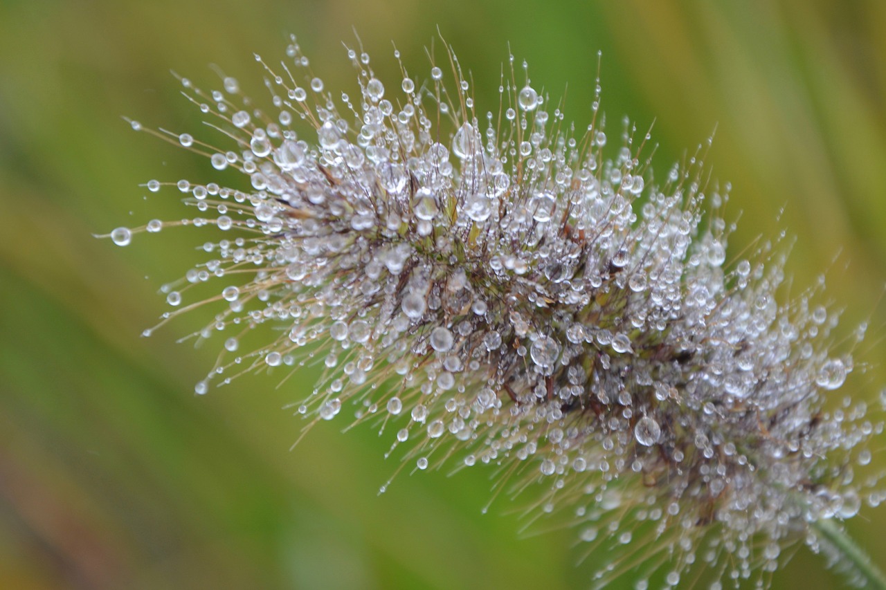 plant au gratin nature free photo