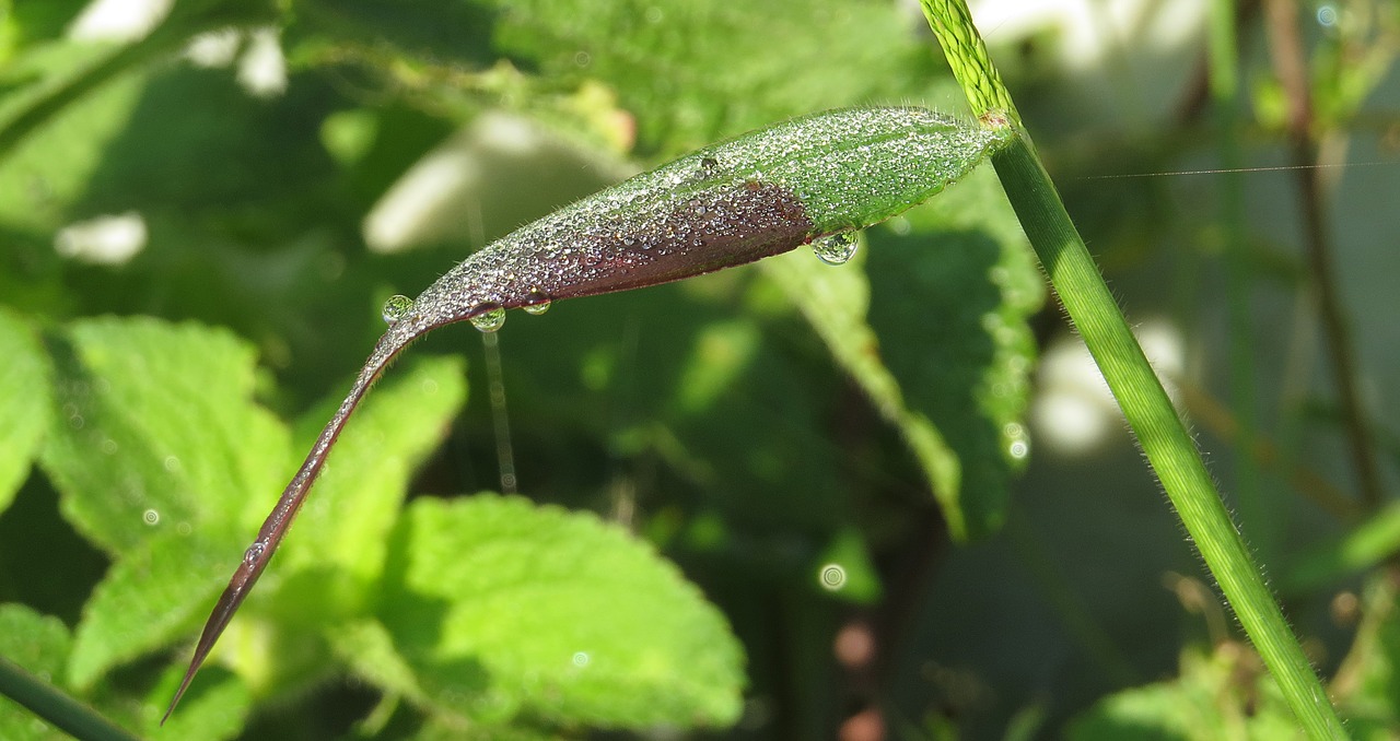 plant leaf spray free photo