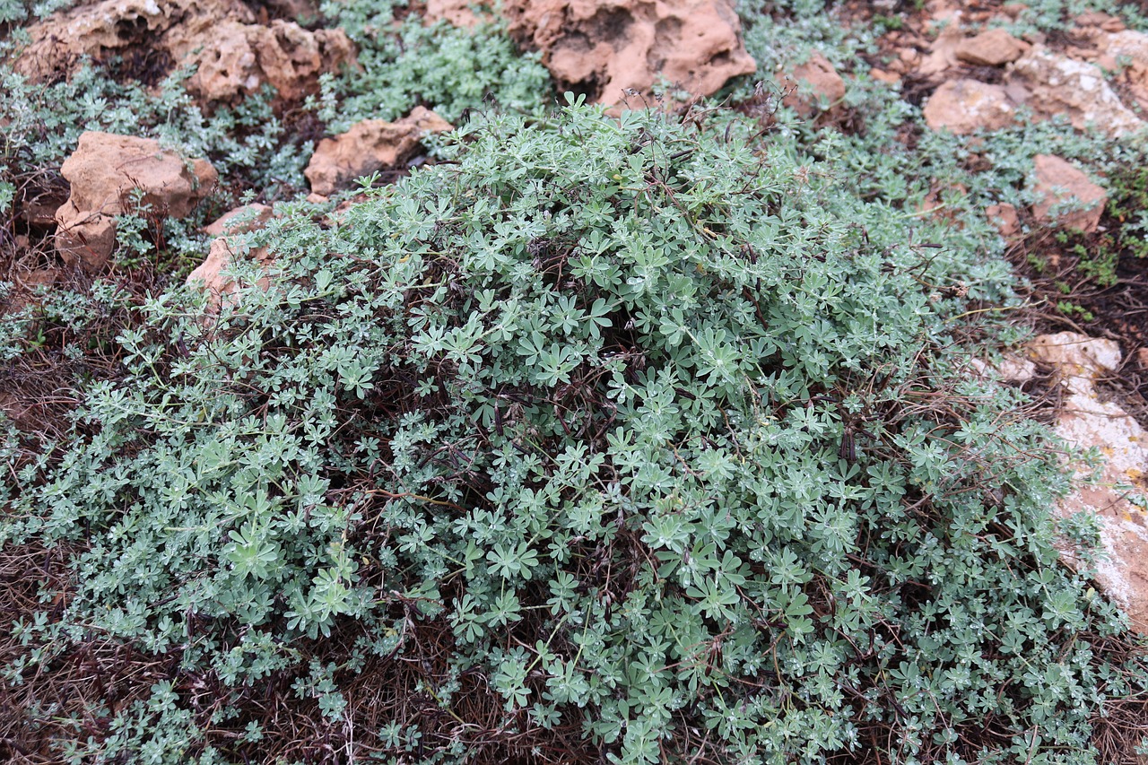 plant ground cover mediterranean free photo