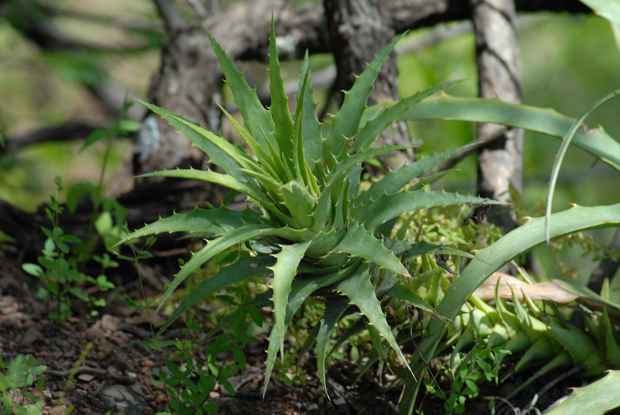 plant nature garden free photo