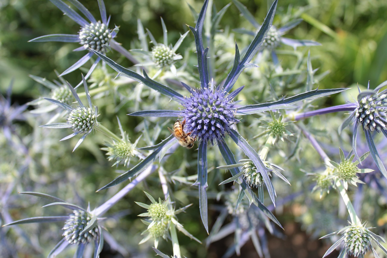 plant blue bee free photo