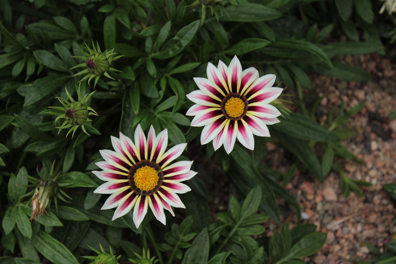 plant flower white free photo