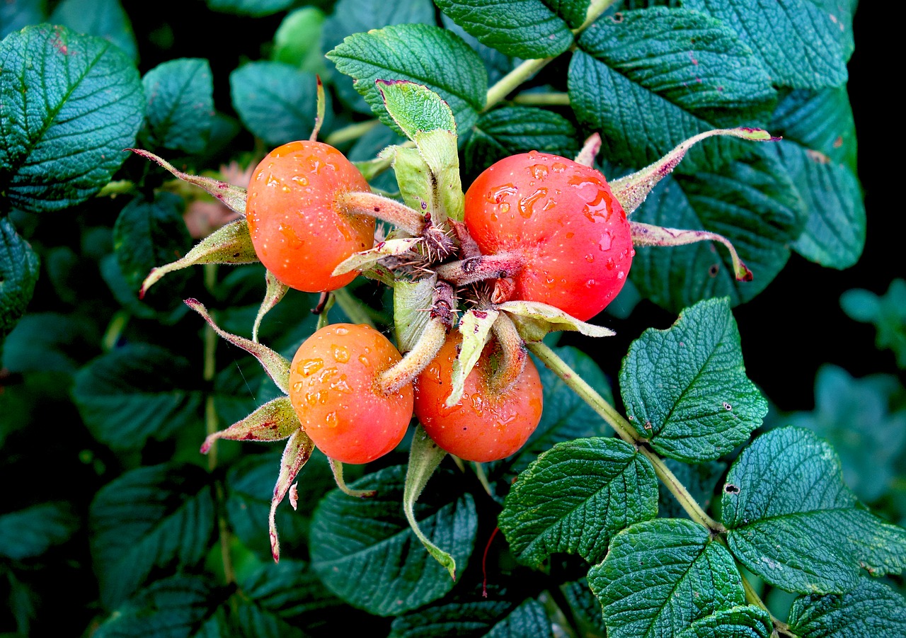 plant fruit rosehip free photo