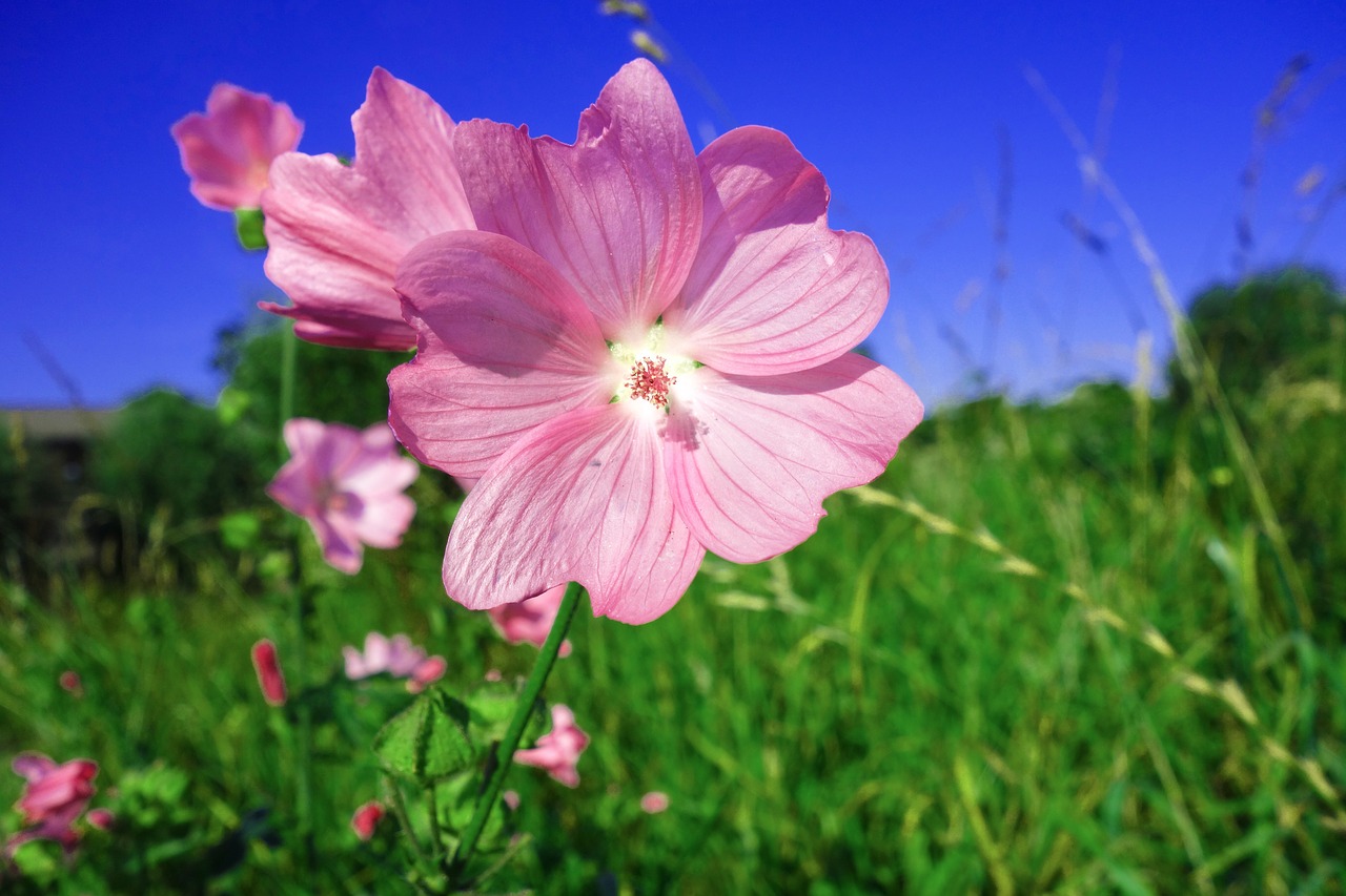 plant flower wild flower free photo