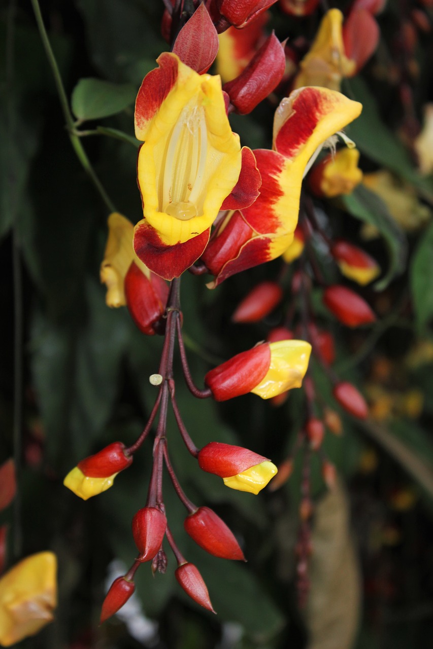 plant flower red free photo