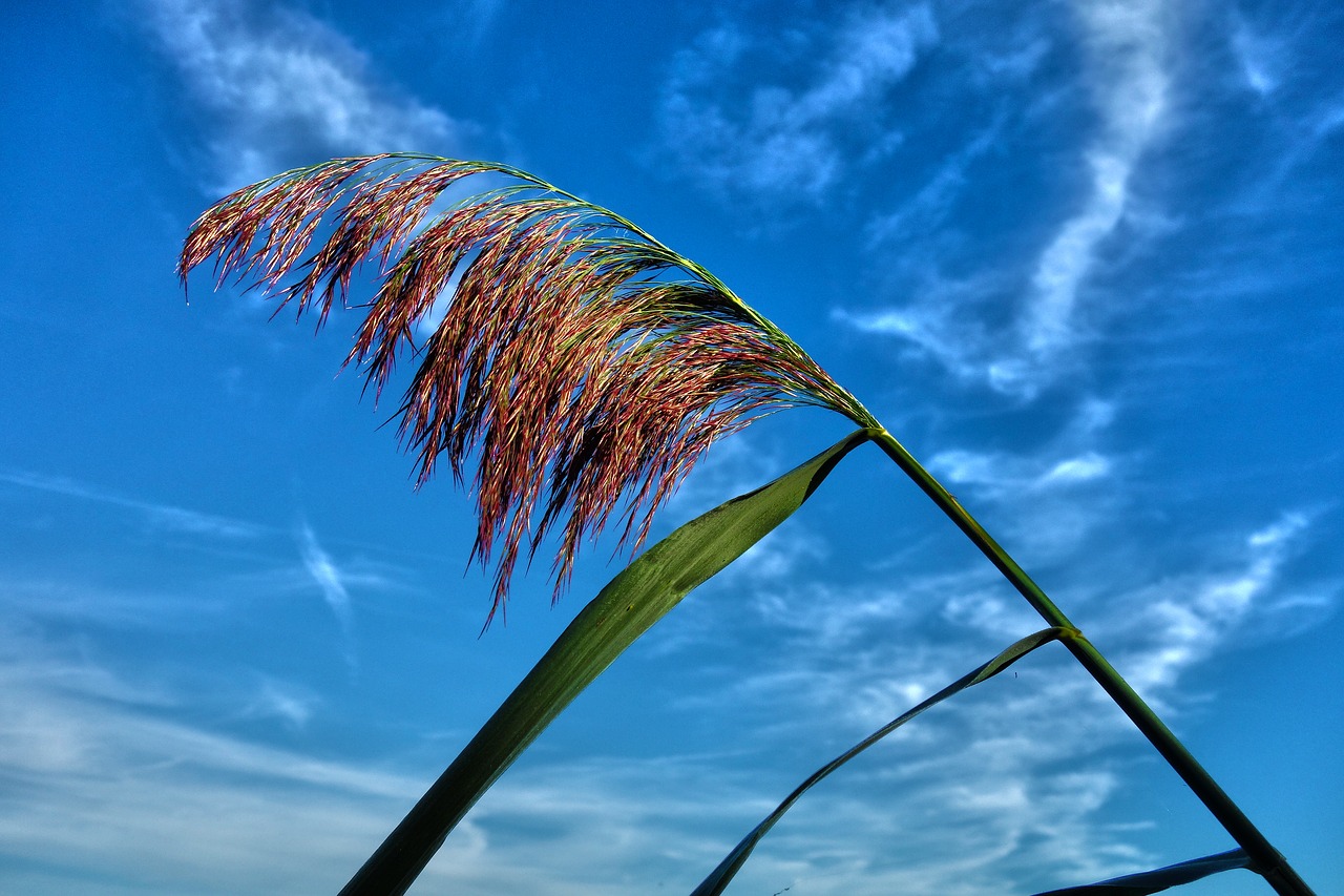 plant waterplant reed free photo