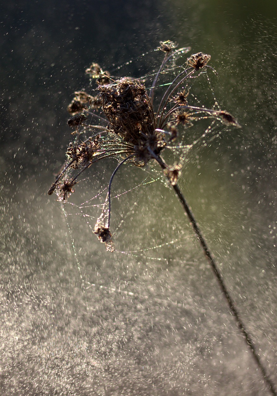 plant dry spider web free photo