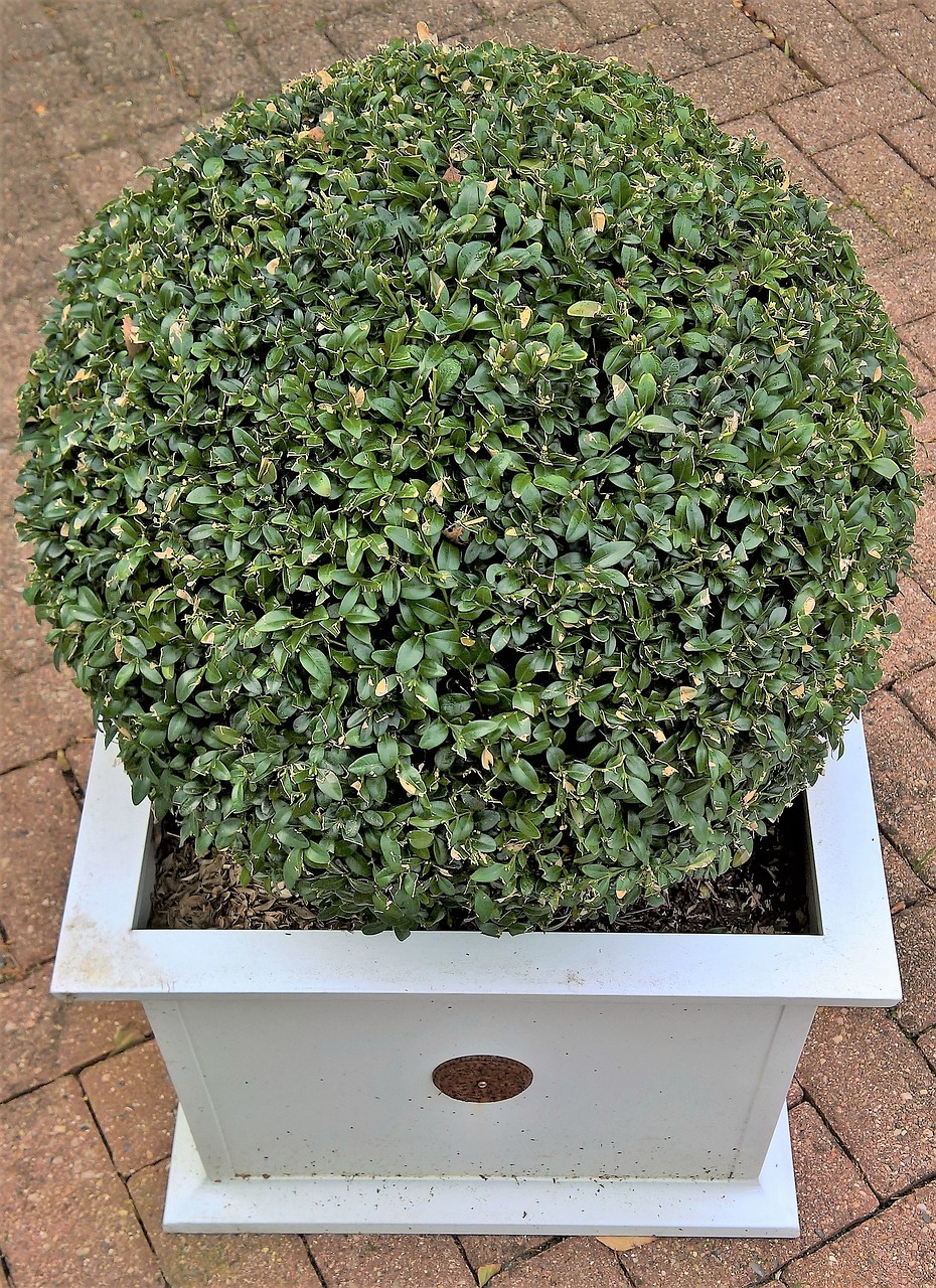 plant boxwood boxwood ball free photo