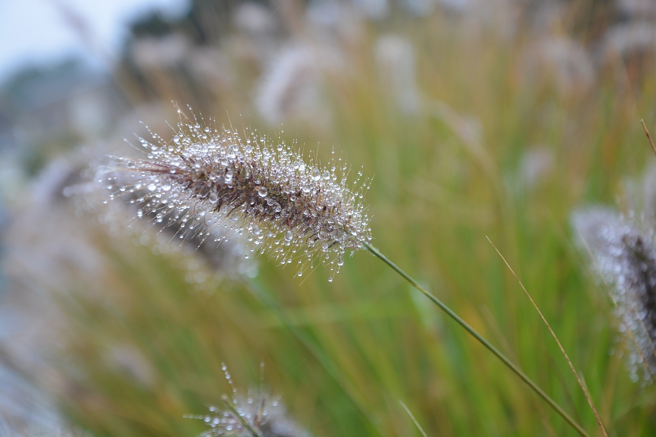 plant au gratin nature free photo