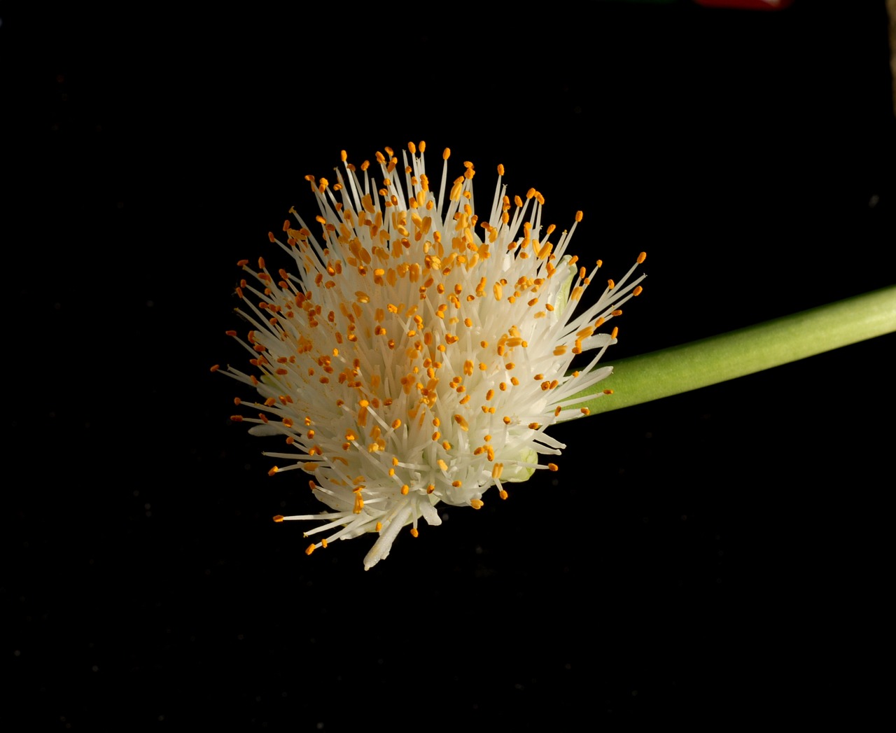 plant flower haemanthus free photo