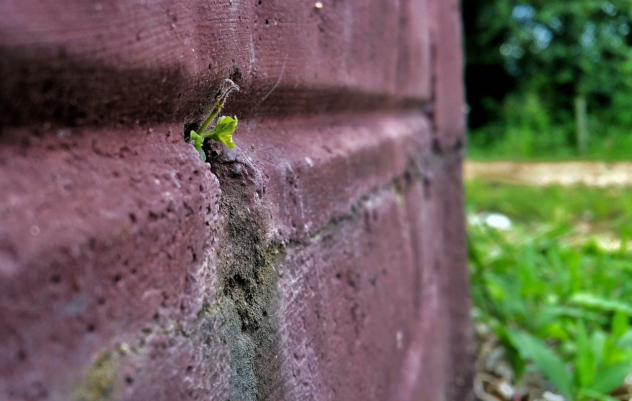 plant macro wall free photo