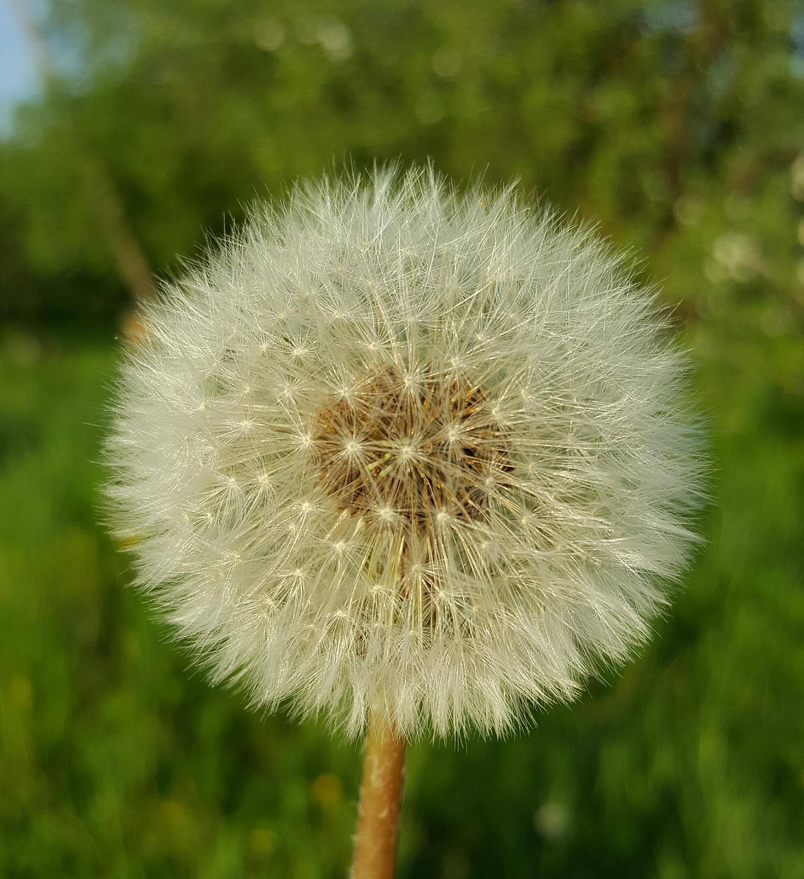 plant green nature free photo