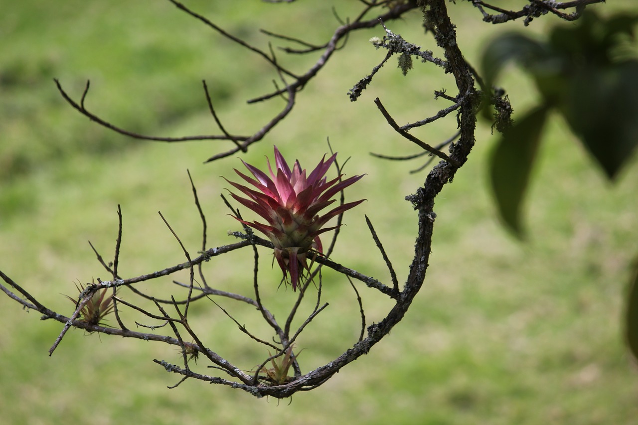 plant green plant parasite free photo