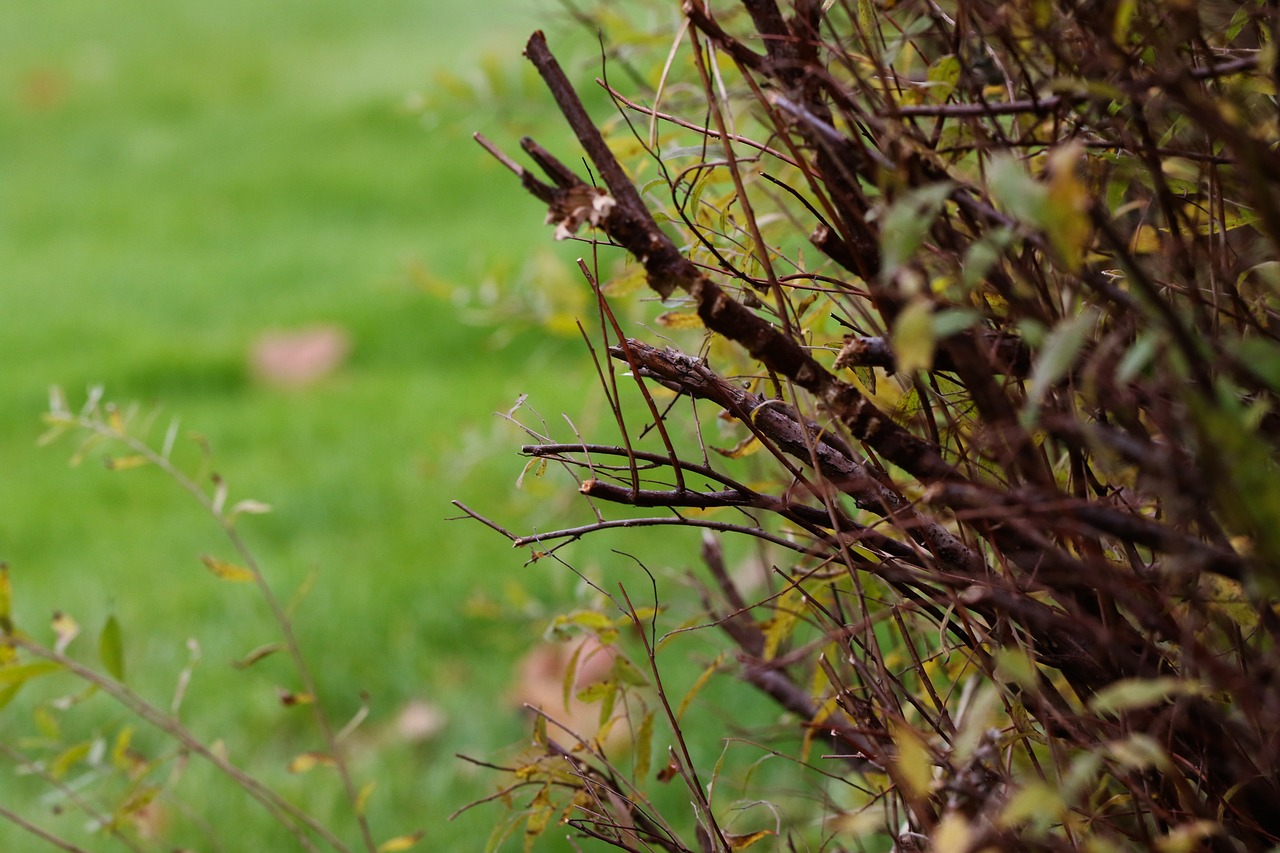 plant autumn nature free photo