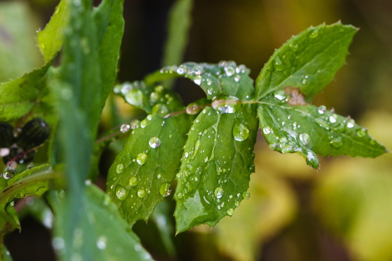 plant green water drop free photo