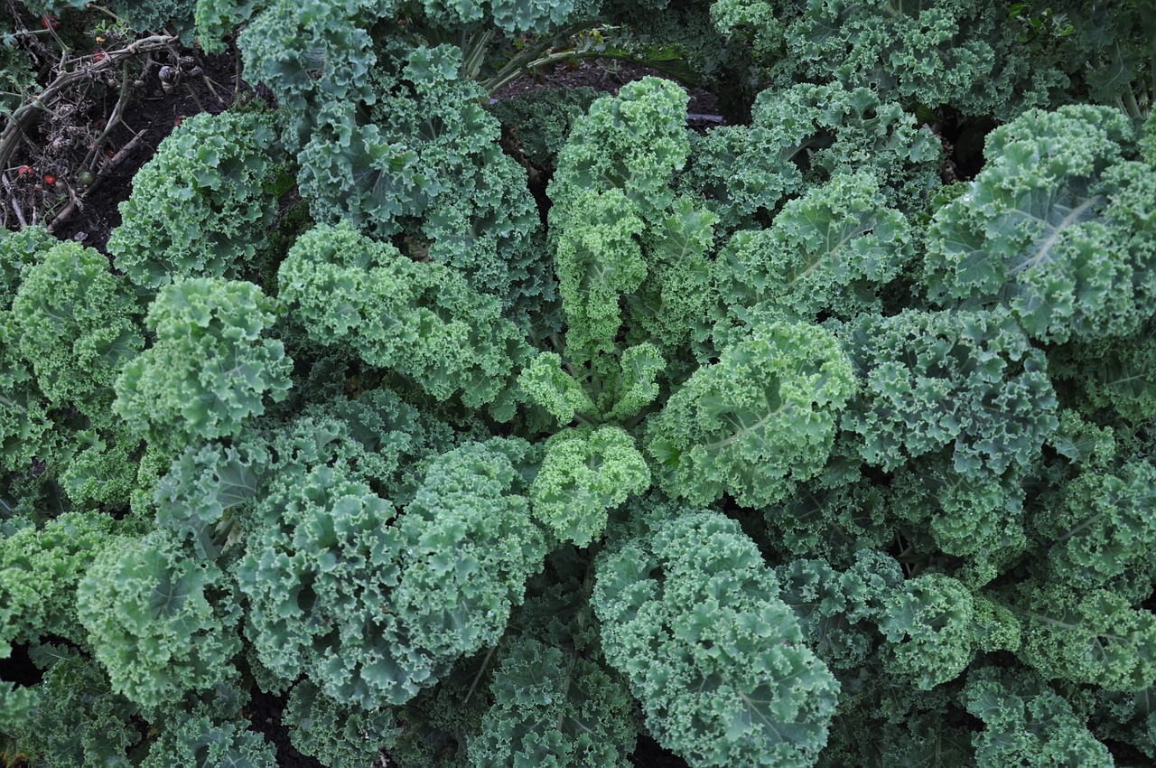 plant cabbage cabbage friesland free photo