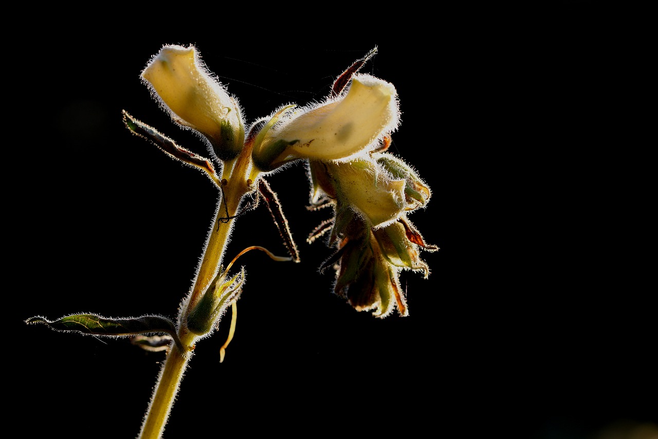 plant against light nature free photo