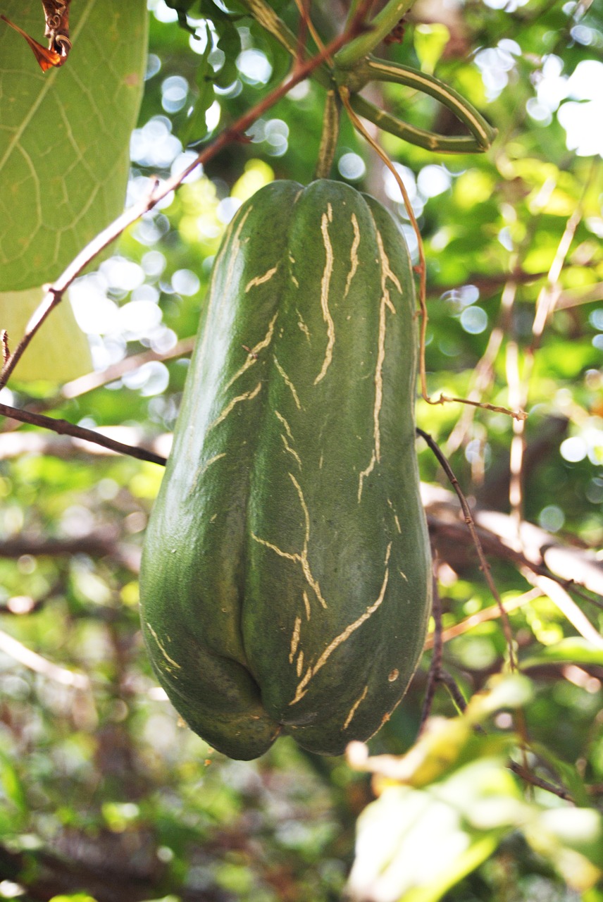 plant regional squash free photo