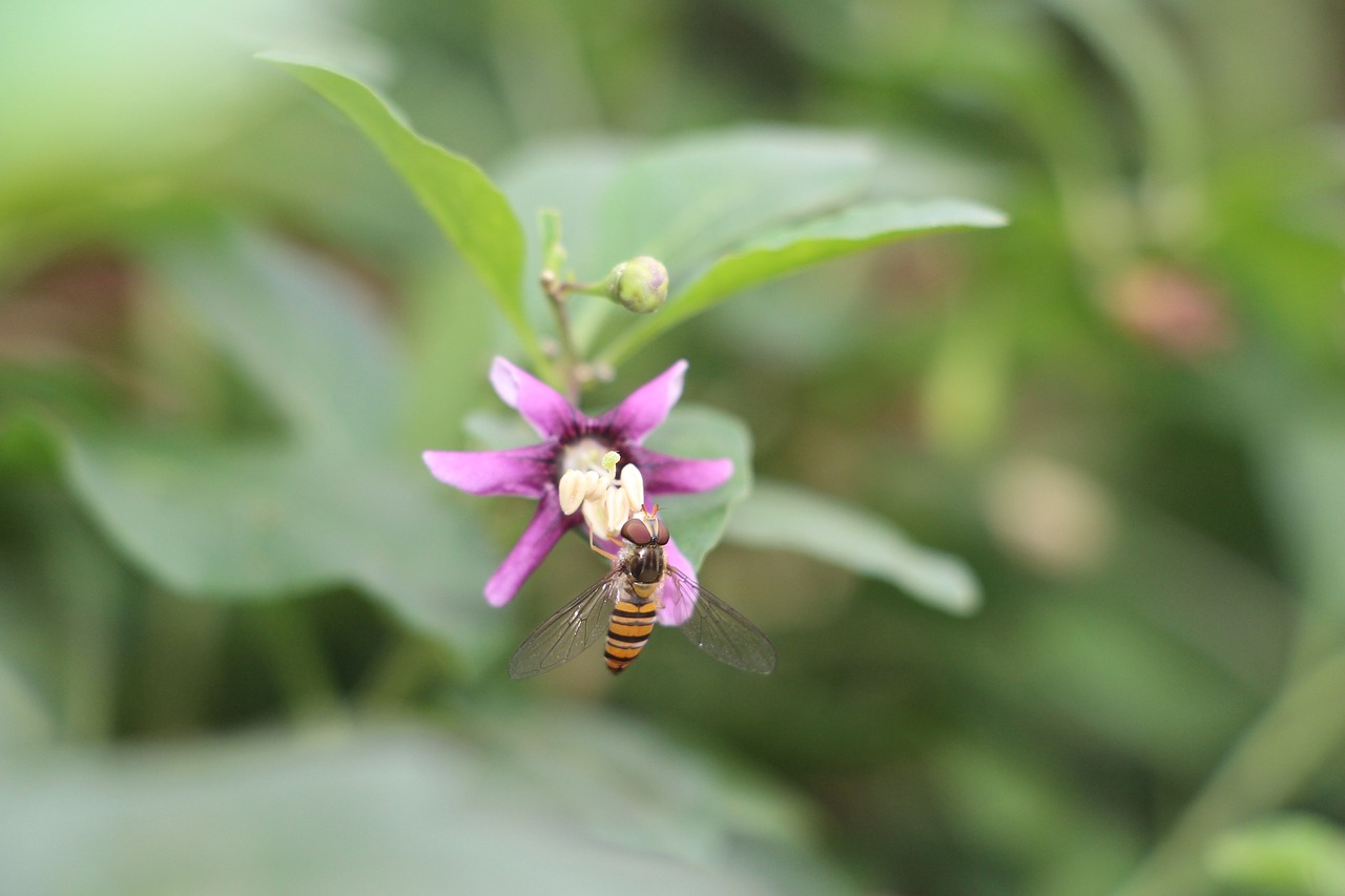 plant bee insect free photo