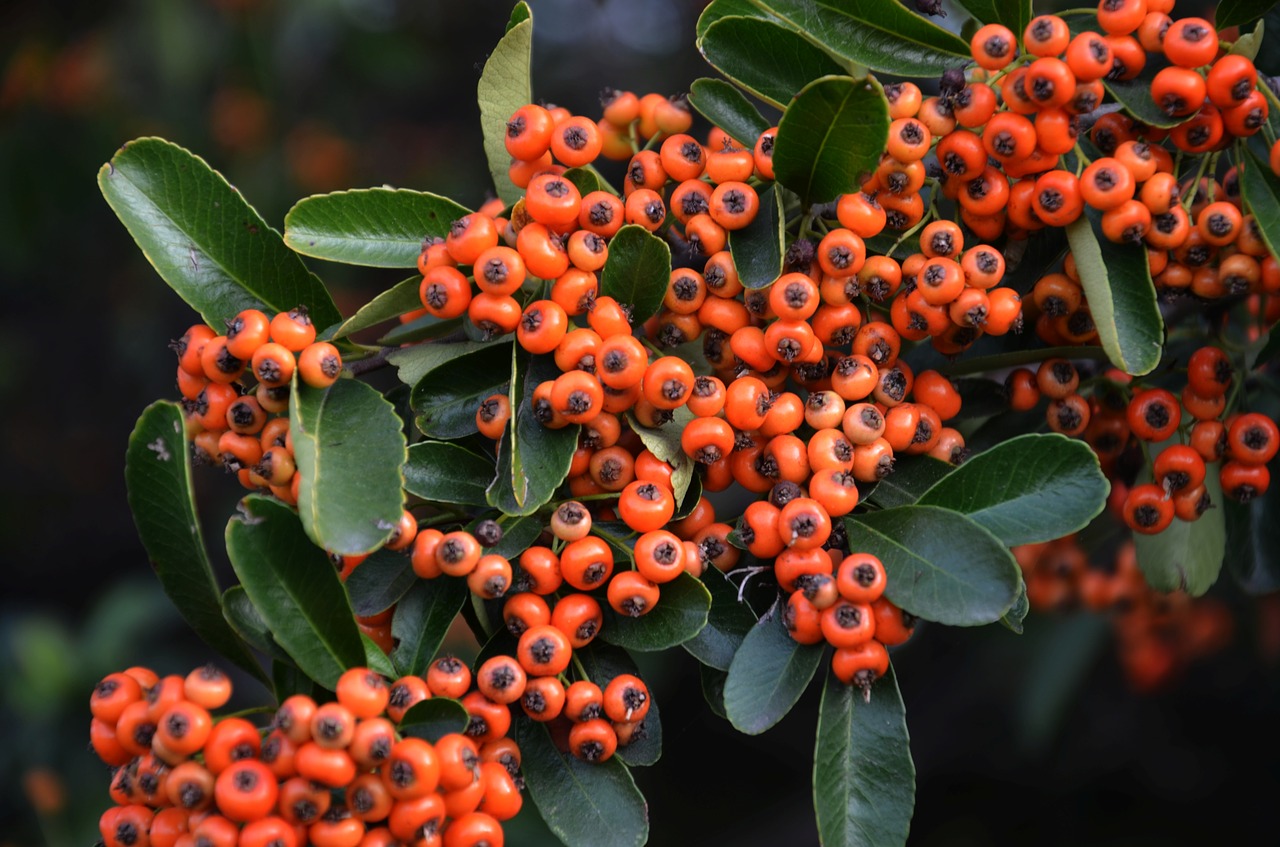 plant hawthorn or crataegu free photo