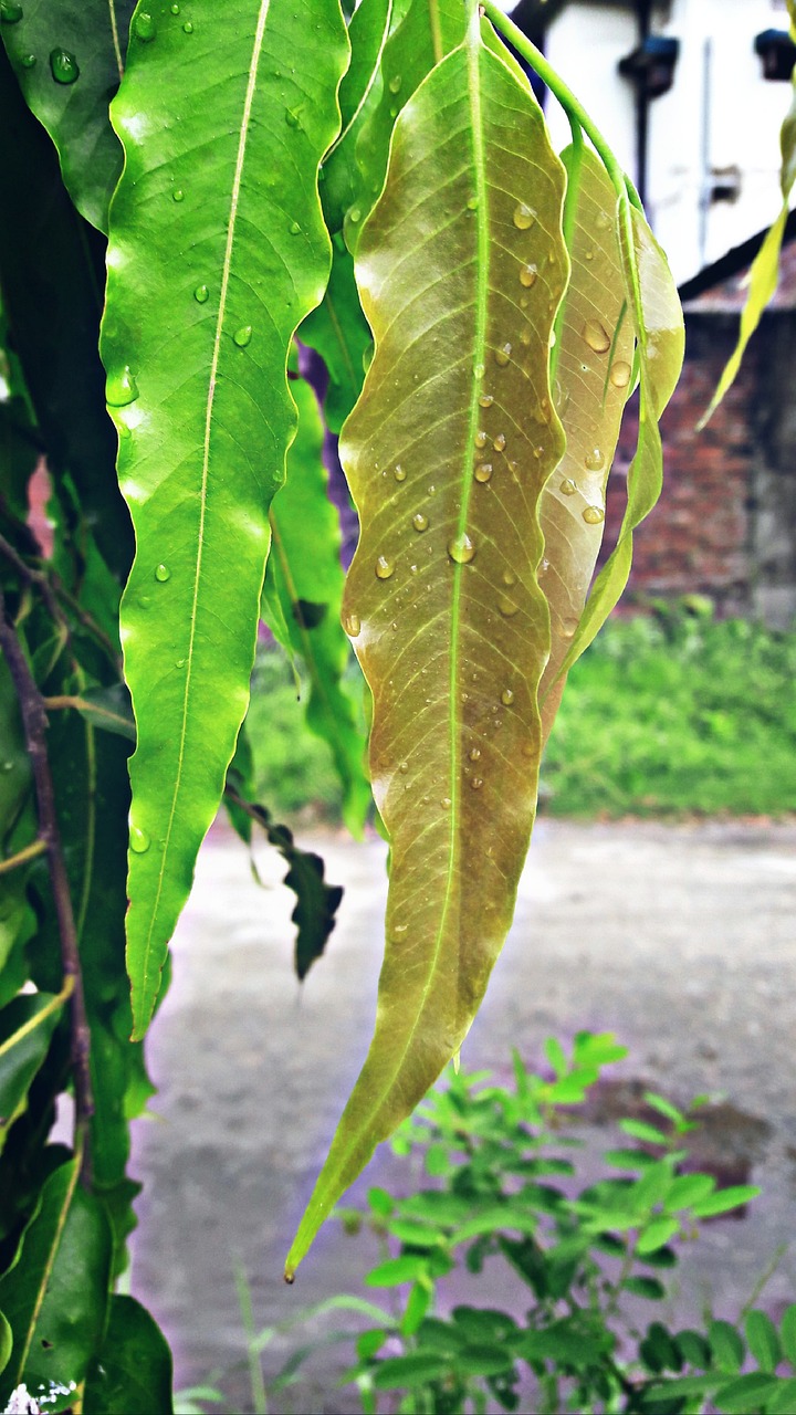 plant leaf tree free photo