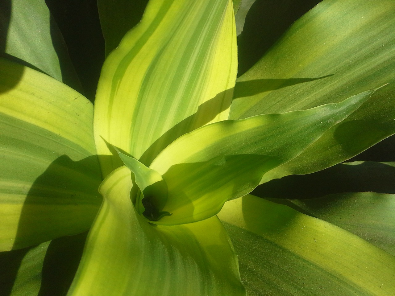 plant green leaves leaves free photo