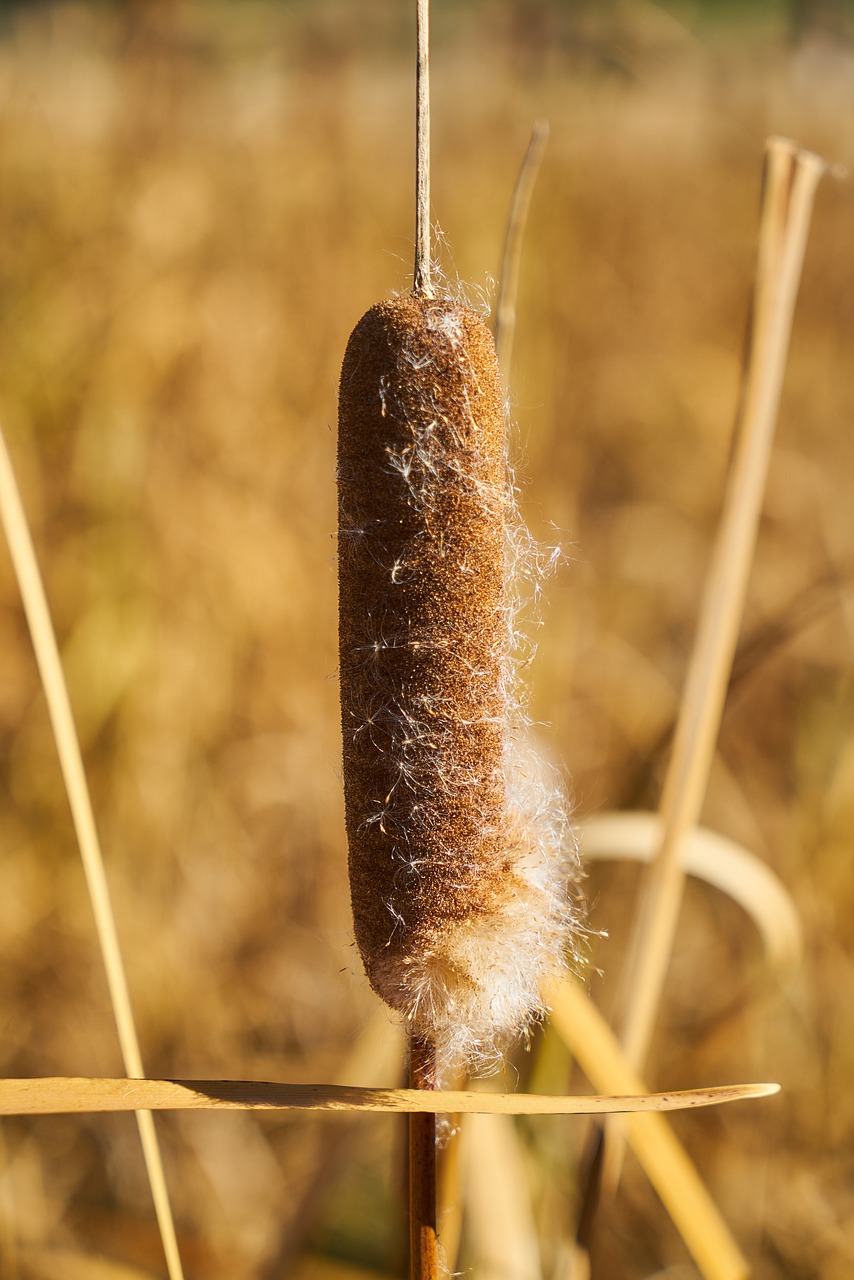 plant reedy seed free photo