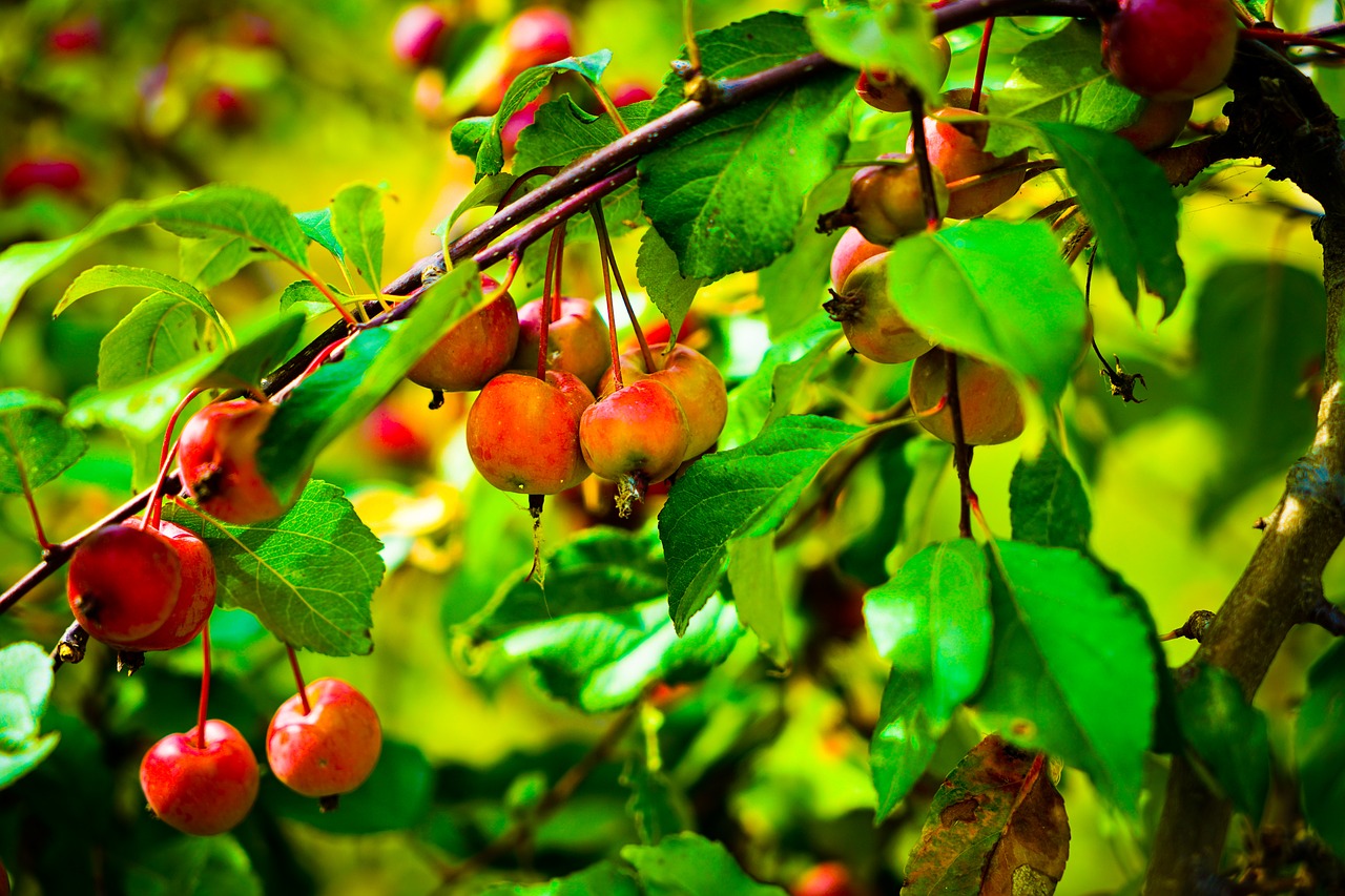 plant fruit red plants free photo