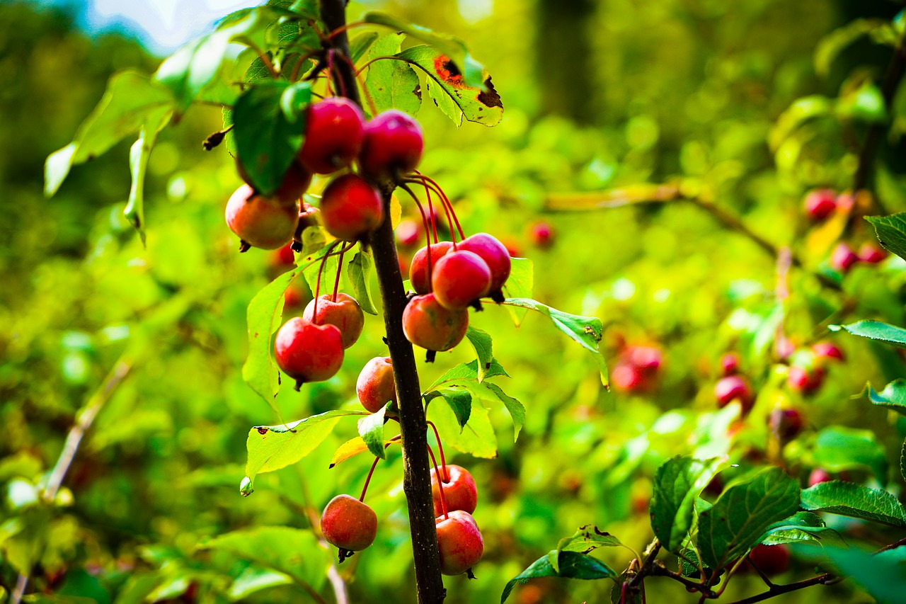 plant fruit red plants free photo