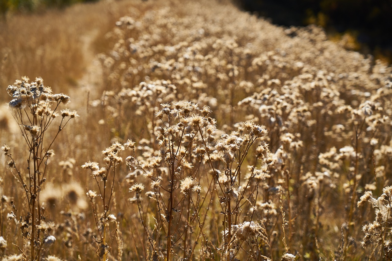 plant nature dried up free photo