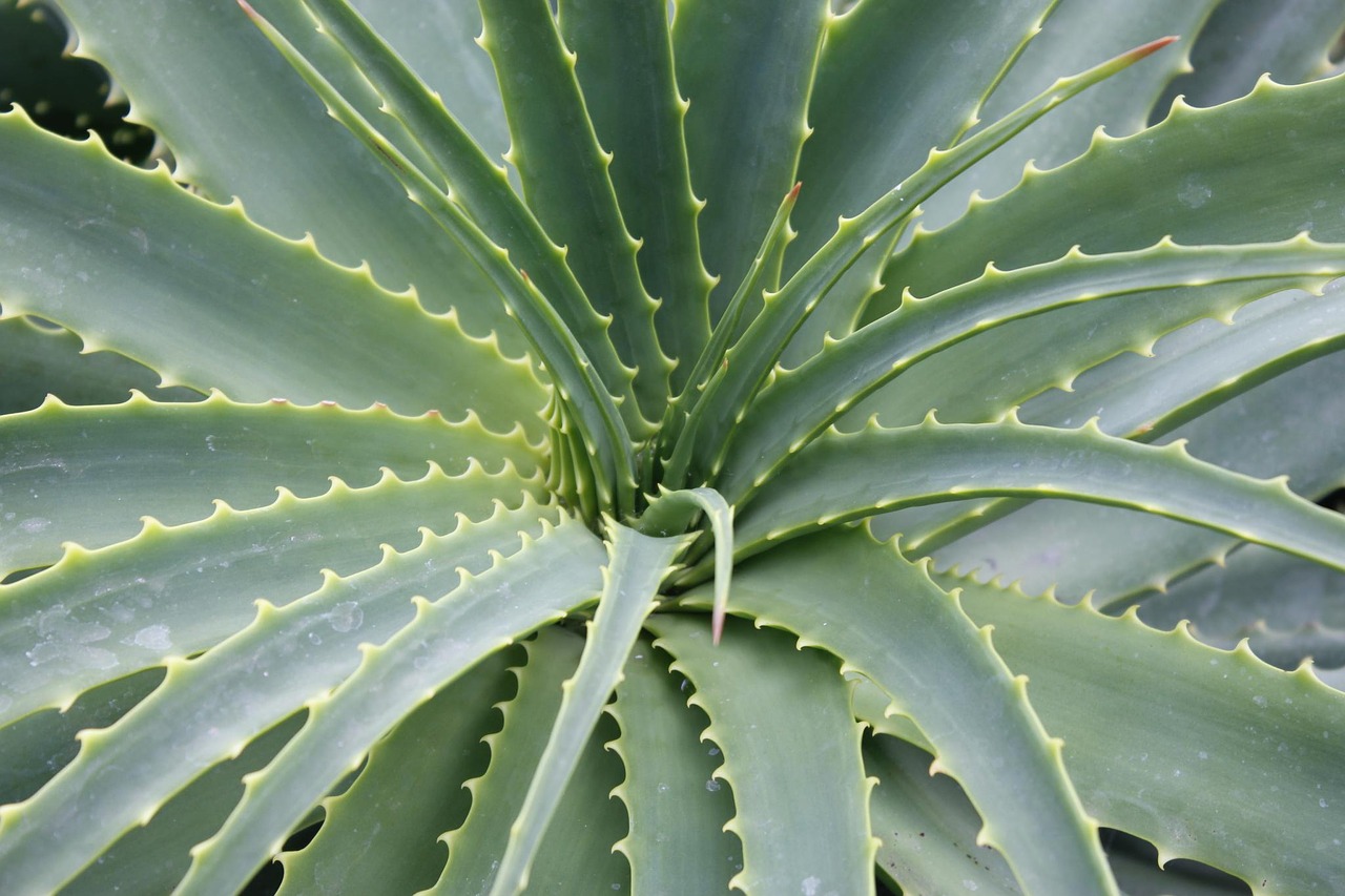 plant green aloe free photo