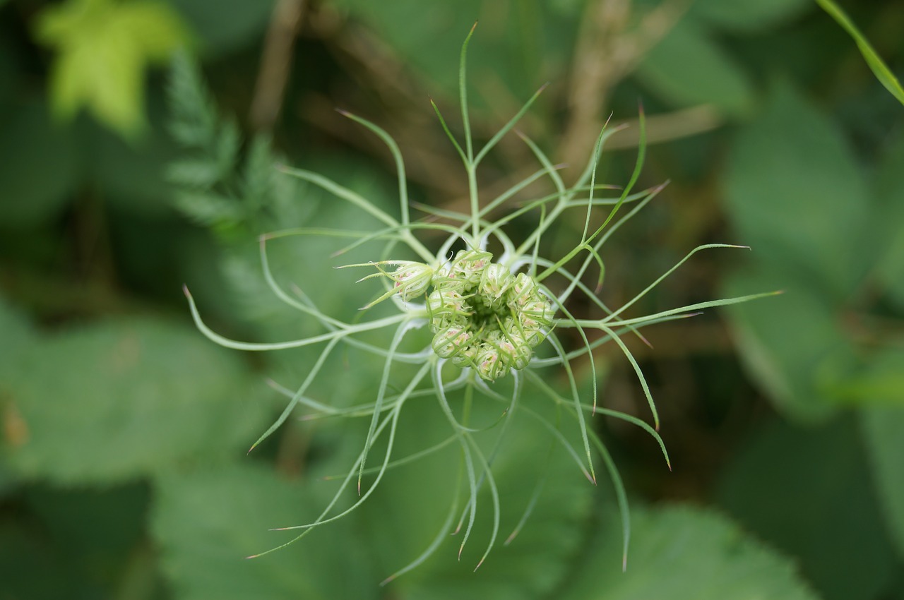 plant nature outdoor free photo