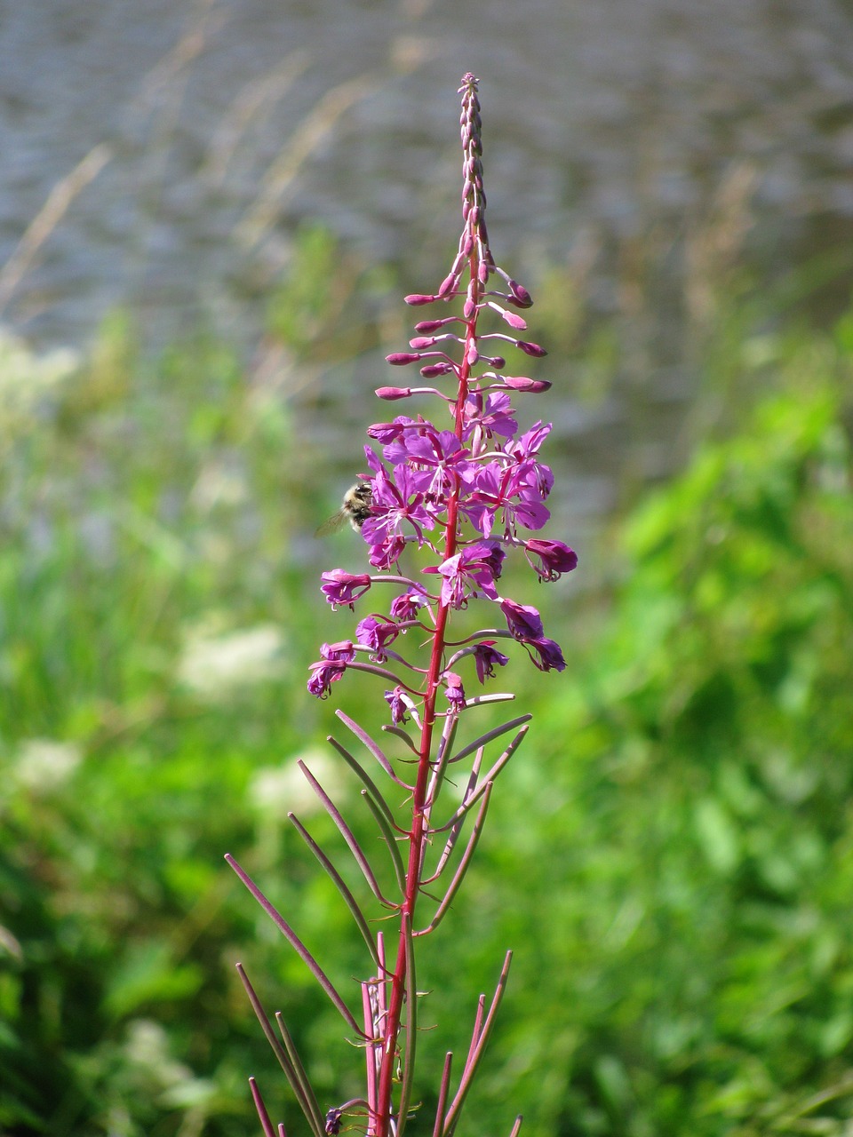 plant flower nature free photo