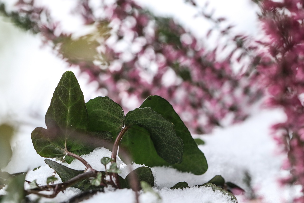 plant snow winter free photo