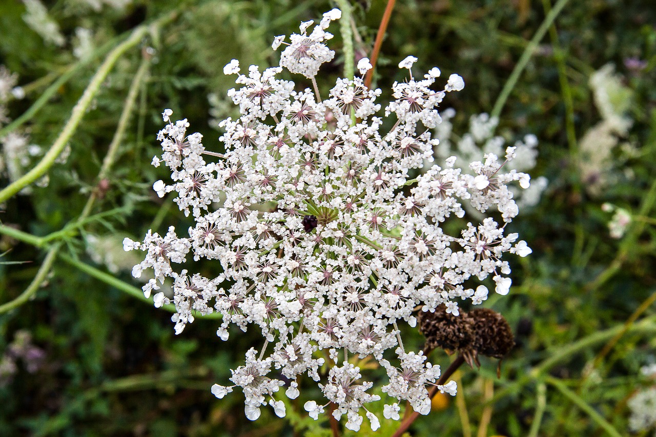 plant white blossom summer free photo