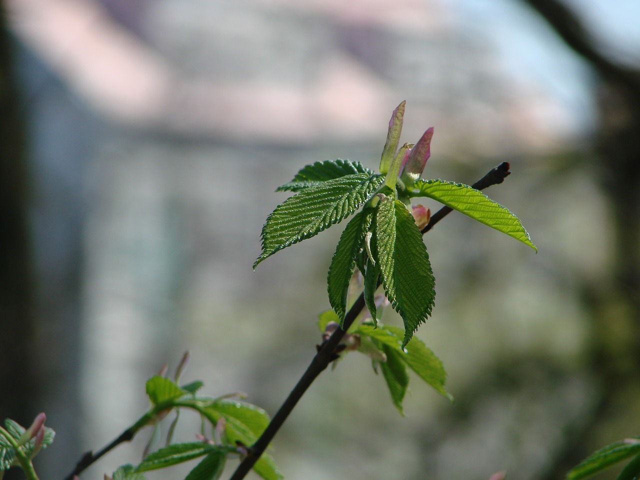 plant nature macro free photo